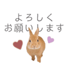 KIJIMARU ミニうさぎのきじまるスタンプ（個別スタンプ：27）