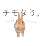 KIJIMARU ミニうさぎのきじまるスタンプ（個別スタンプ：29）