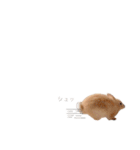 KIJIMARU ミニうさぎのきじまるスタンプ（個別スタンプ：36）
