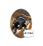 愛犬こっちゃん（個別スタンプ：1）