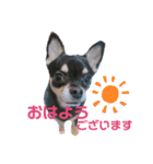 愛犬こっちゃん（個別スタンプ：2）
