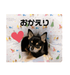 愛犬こっちゃん（個別スタンプ：3）
