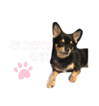 愛犬こっちゃん（個別スタンプ：4）