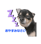 愛犬こっちゃん（個別スタンプ：5）