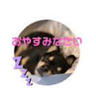 愛犬こっちゃん（個別スタンプ：7）