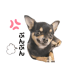 愛犬こっちゃん（個別スタンプ：8）