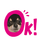 愛犬こっちゃん（個別スタンプ：9）