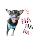 愛犬こっちゃん（個別スタンプ：11）
