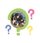 愛犬こっちゃん（個別スタンプ：13）