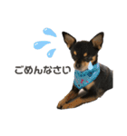 愛犬こっちゃん（個別スタンプ：15）