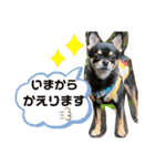 愛犬こっちゃん（個別スタンプ：16）