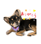 愛犬こっちゃん（個別スタンプ：18）
