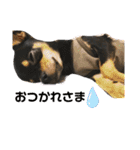 愛犬こっちゃん（個別スタンプ：19）