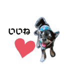愛犬こっちゃん（個別スタンプ：20）