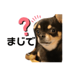 愛犬こっちゃん（個別スタンプ：21）