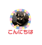 愛犬こっちゃん（個別スタンプ：23）