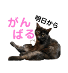 かぎさんと紫苑 3（個別スタンプ：2）