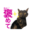 かぎさんと紫苑 3（個別スタンプ：3）