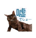 かぎさんと紫苑 3（個別スタンプ：4）