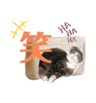 かぎさんと紫苑 3（個別スタンプ：7）