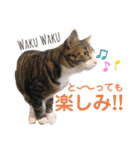 かぎさんと紫苑 3（個別スタンプ：8）