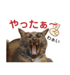 かぎさんと紫苑 3（個別スタンプ：11）