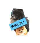 ブラタンポメのスタンプ（個別スタンプ：2）