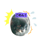 ブラタンポメのスタンプ（個別スタンプ：3）