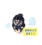 ブラタンポメのスタンプ（個別スタンプ：5）