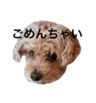 わんことこども（個別スタンプ：1）