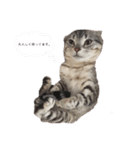 猫ちゃん(日常)（個別スタンプ：2）