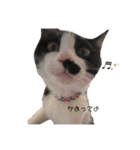 猫ちゃん(日常)（個別スタンプ：3）