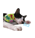 猫ちゃん(日常)（個別スタンプ：4）