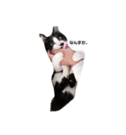 猫ちゃん(日常)（個別スタンプ：5）