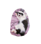 猫ちゃん(日常)（個別スタンプ：6）