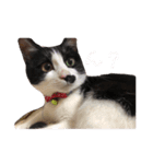 猫ちゃん(日常)（個別スタンプ：8）