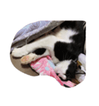 猫ちゃん(日常)（個別スタンプ：9）