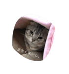 猫ちゃん(日常)（個別スタンプ：11）
