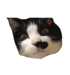 猫ちゃん(日常)（個別スタンプ：12）