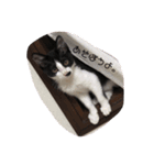 猫ちゃん(日常)（個別スタンプ：13）