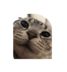猫ちゃん(日常)（個別スタンプ：14）