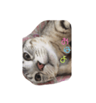 猫ちゃん(日常)（個別スタンプ：16）
