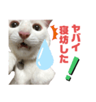 マシュマロくんいっぱい（個別スタンプ：1）