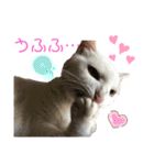 マシュマロくんいっぱい（個別スタンプ：6）