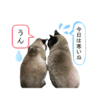 マシュマロくんいっぱい（個別スタンプ：10）