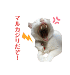 マシュマロくんいっぱい（個別スタンプ：12）