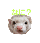使えるスタンプ♪フェレット♡らて♡1（個別スタンプ：6）