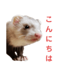 使えるスタンプ♪フェレット♡らて♡1（個別スタンプ：15）