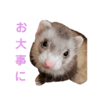 使えるスタンプ♪フェレット♡らて♡1（個別スタンプ：16）