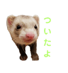 使えるスタンプ♪フェレット♡らて♡1（個別スタンプ：19）